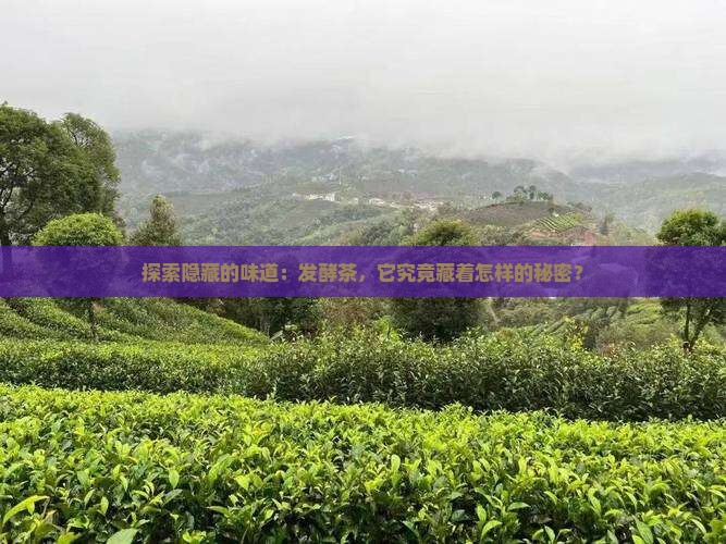 发酵茶是什么茶 发酵茶是什么茶