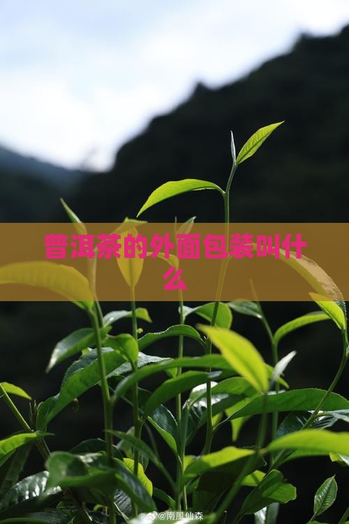 普洱茶壳子叫啥