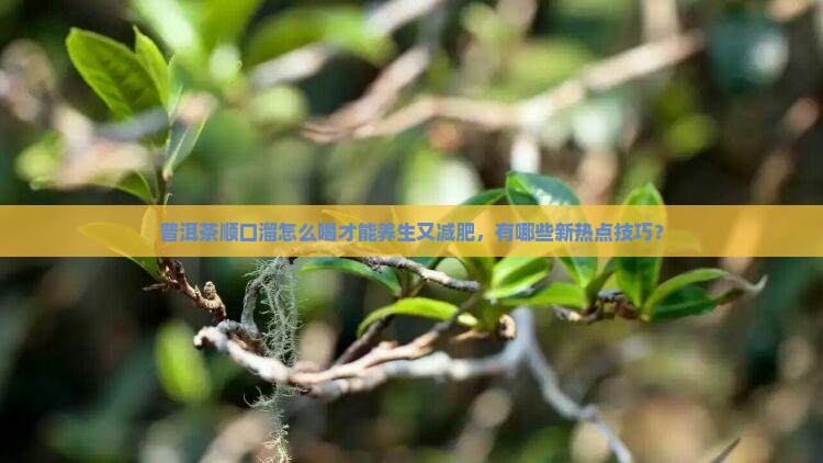 喝普洱茶顺口溜 喝普洱茶顺口溜