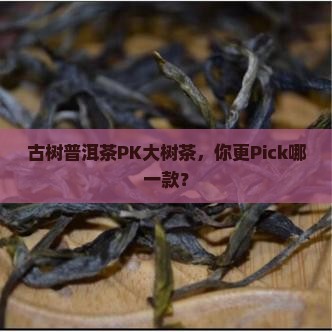 古树普洱茶和大树茶的区别