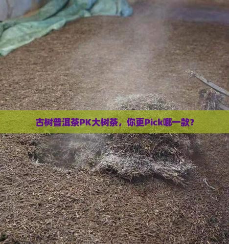 古树普洱茶和大树茶的区别