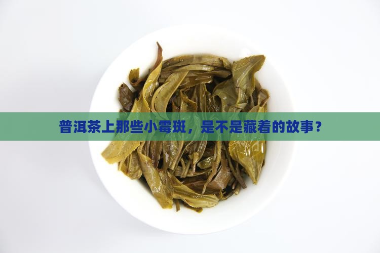 普洱茶的霉点没