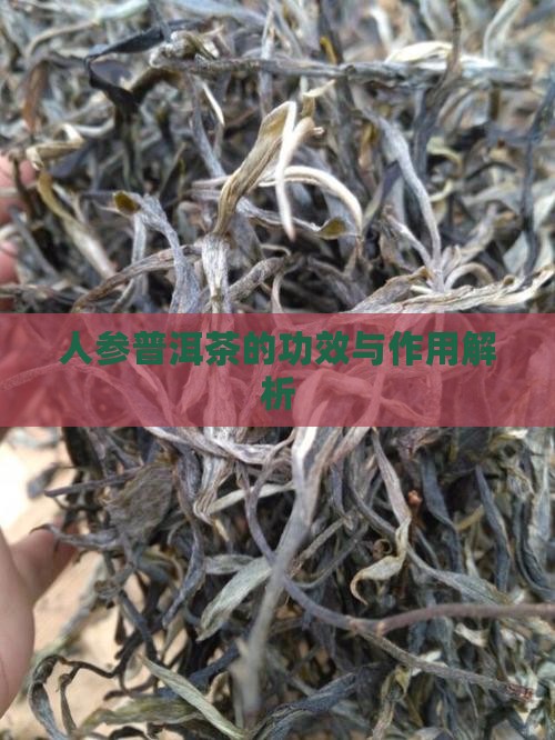 人参五花普洱茶功效作用