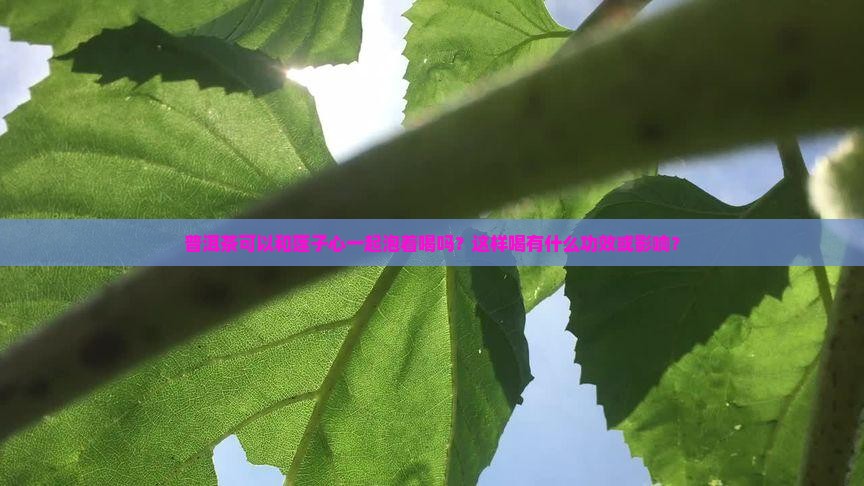 普洱茶能喝莲子心一起喝吗