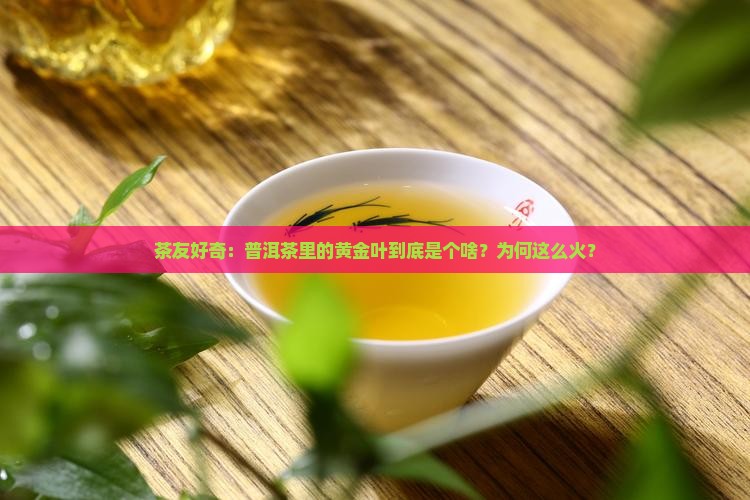 普洱茶黄金叶啥意思