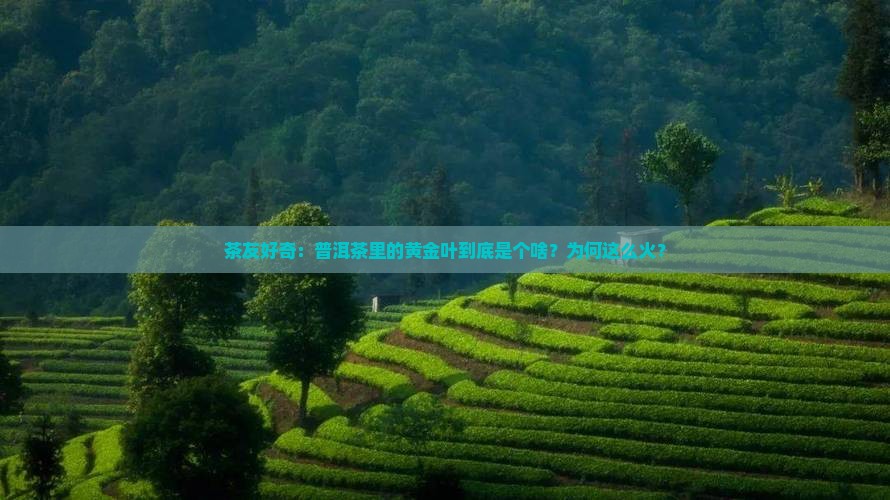 普洱茶黄金叶啥意思