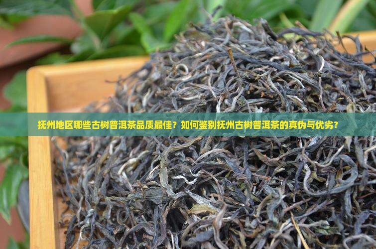 抚州品质好的古树普洱茶 抚州品质好的古树普洱茶