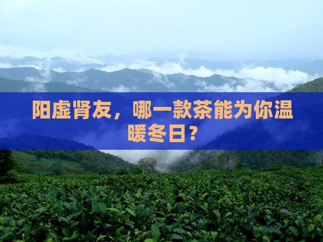 肾阳虚喝什么茶叶好