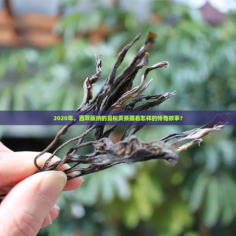 西双版纳2020曼松贡茶