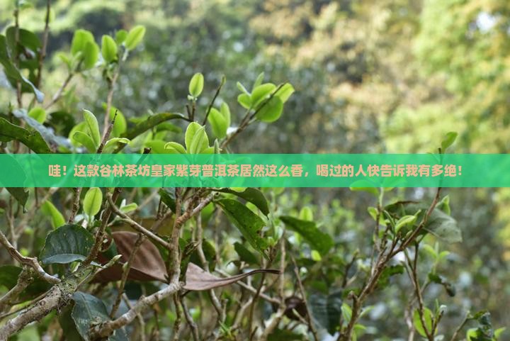 谷林茶坊皇家紫芽普洱茶
