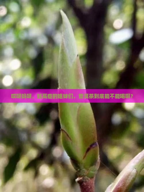 妊高症能喝普洱茶吗