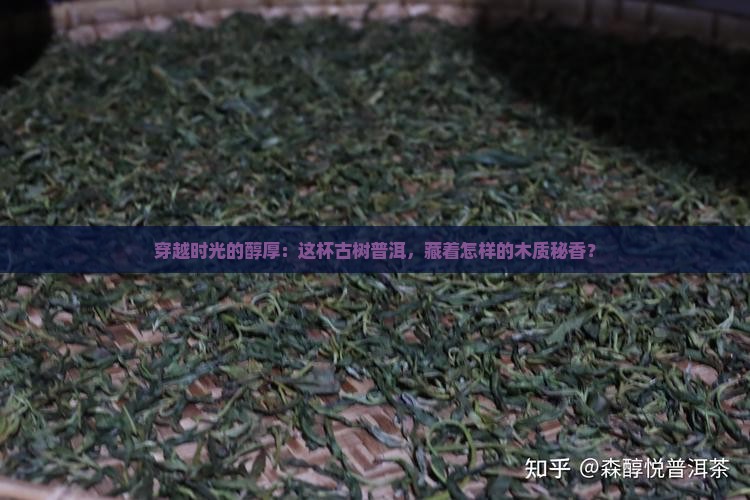 木质香古树熟普洱茶