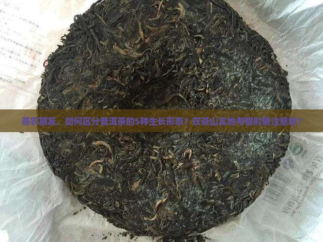 普洱茶生长形态分类