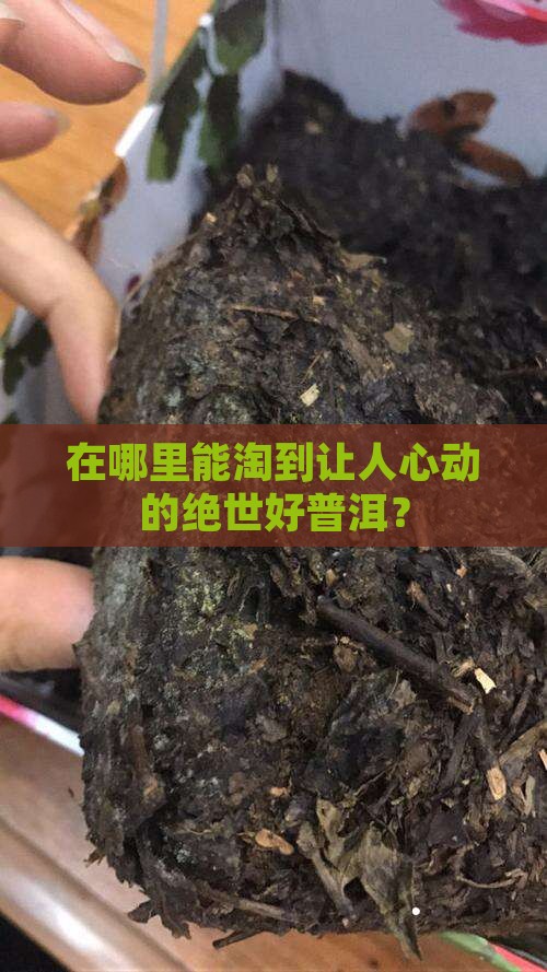哪个市场有好普洱茶买