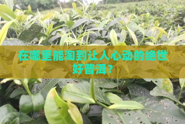 哪个市场有好普洱茶买
