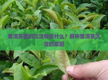普洱茶里的沉淀物是什么