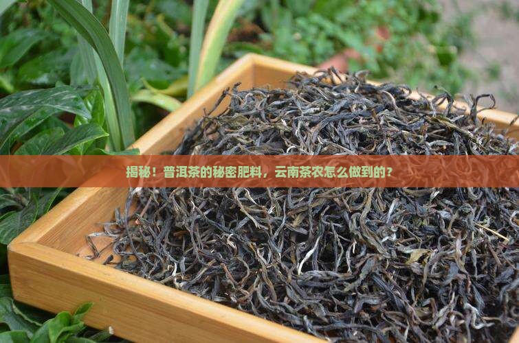 云南普洱茶施肥技术