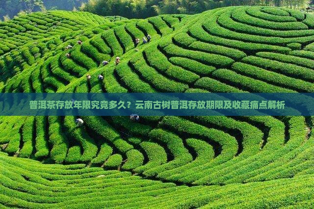 云南普洱茶能存放多久