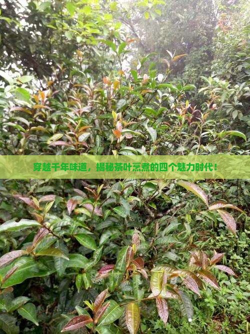 茶叶烹煮的四个时期