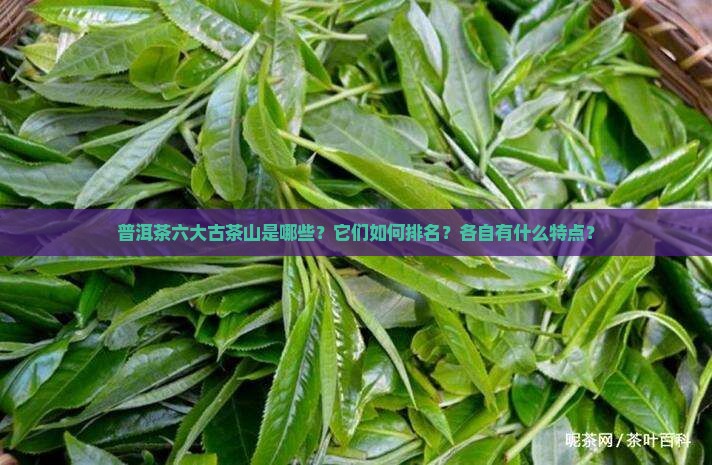 普洱茶六大古茶山排名
