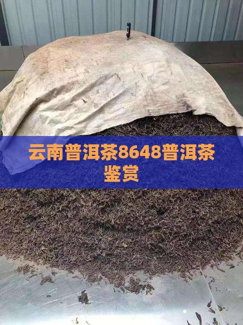 普洱茶8648