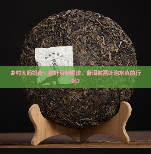 普洱树落叶可以当茶泡吗