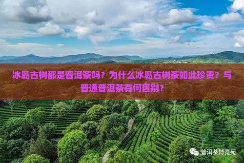 冰岛古树都是普洱茶吗为什么