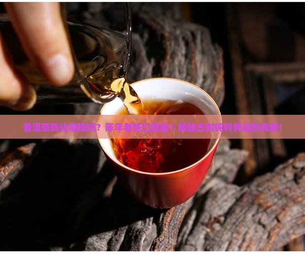 普洱茶陈化能喝吗