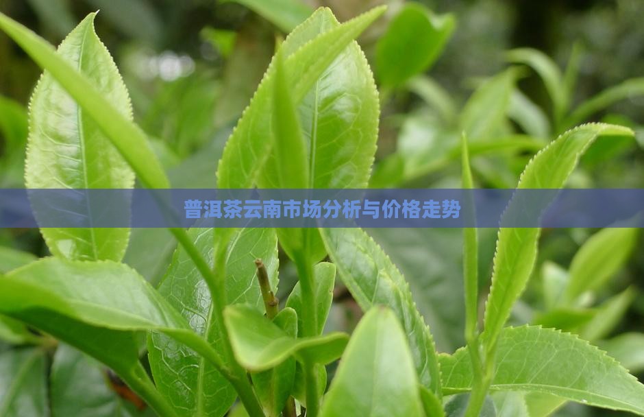 普洱茶云南市场