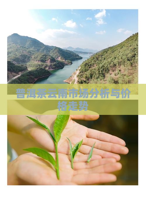 普洱茶云南市场