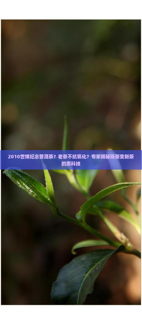 2010世博纪念普洱茶