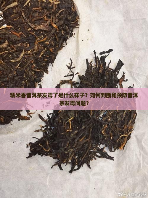 糯米香普洱茶发霉的样子