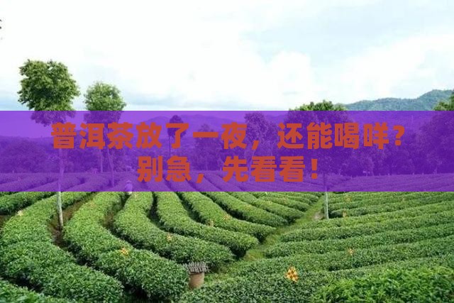 普洱茶冲泡过夜可以喝吗