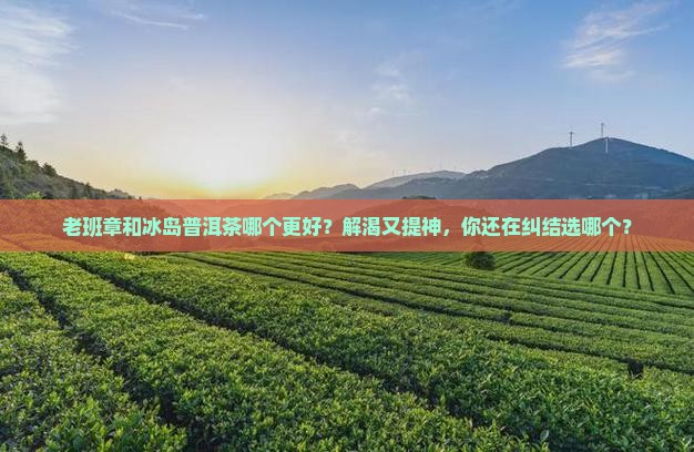 老班章和冰岛普洱茶哪个好