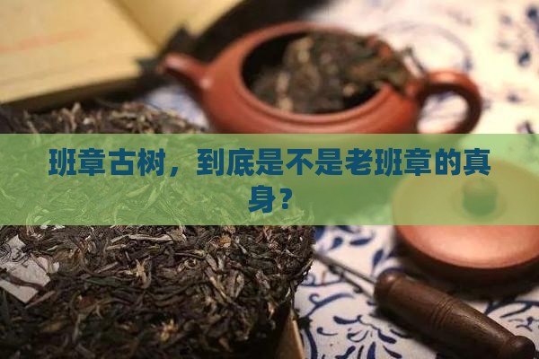 班章古树是老班章吗
