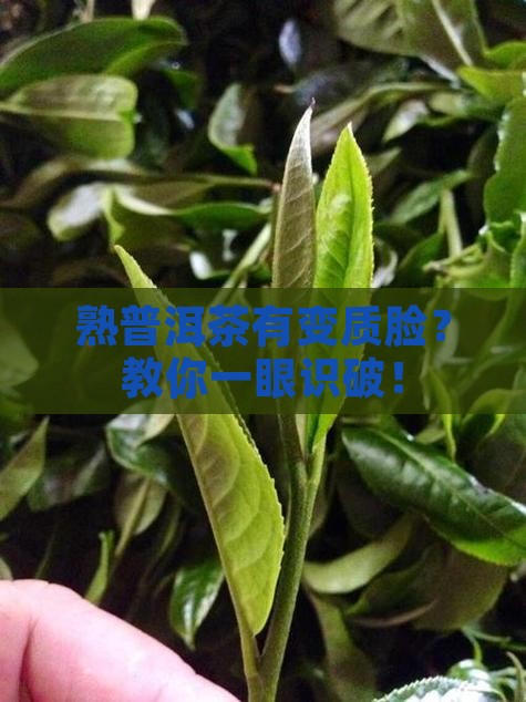 如何分辨熟普洱茶是否变质