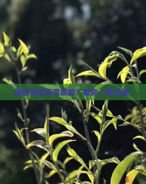 如何分辨熟普洱茶是否变质