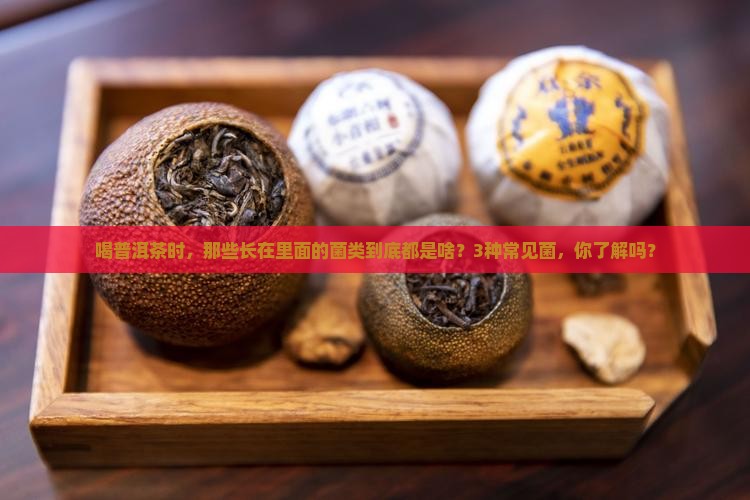 普洱茶里长什么菌类的