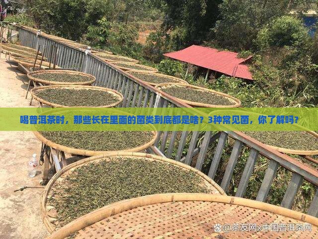 普洱茶里长什么菌类的