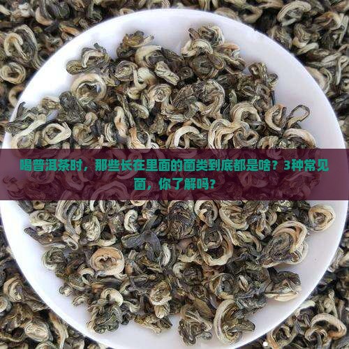 普洱茶里长什么菌类的