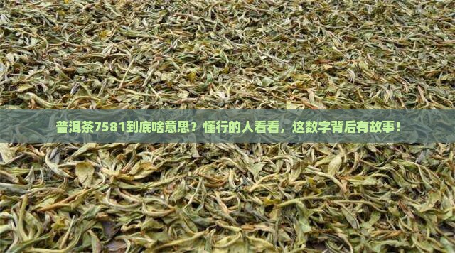 普洱茶7581什么意思