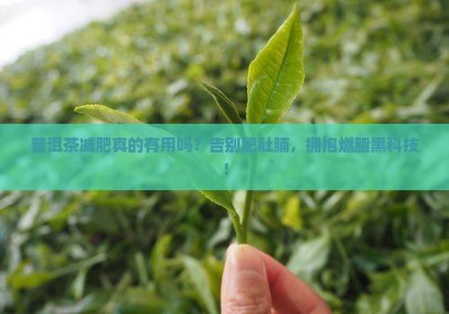 普洱茶减肥真的有用吗
