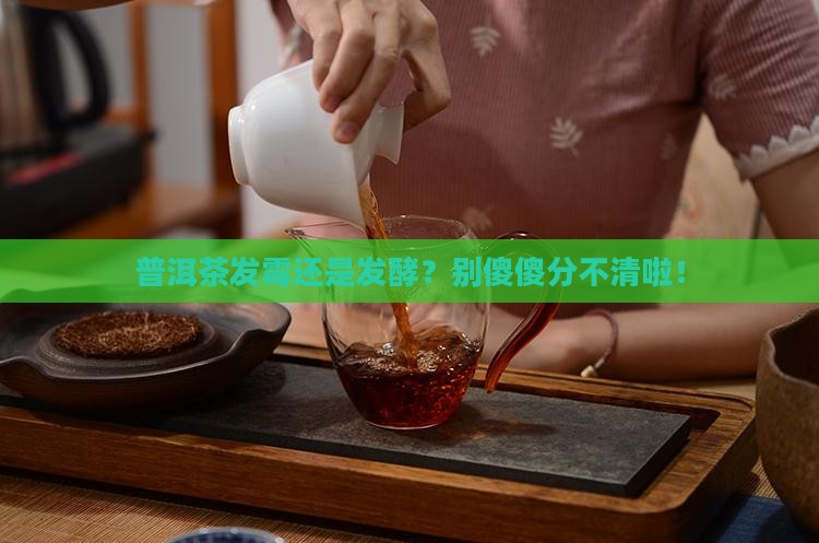 普洱茶发霉和发酵怎么辨别