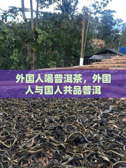 外国人泡普洱茶喝