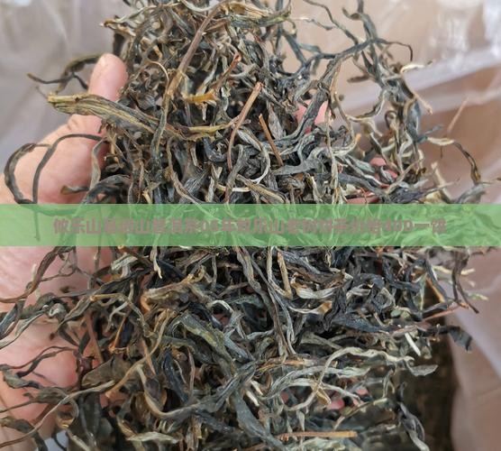 攸乐山基诺山普洱茶