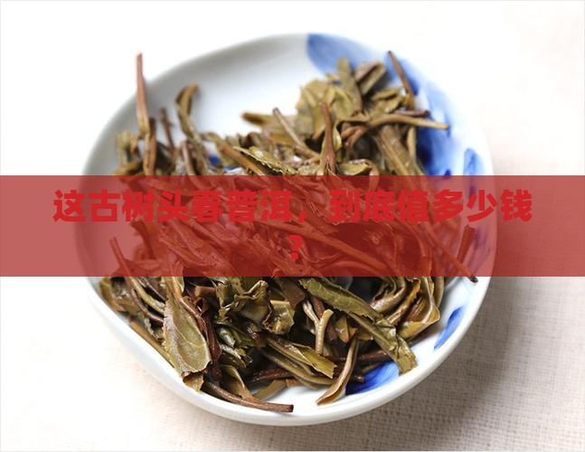 头春古树普洱茶价格