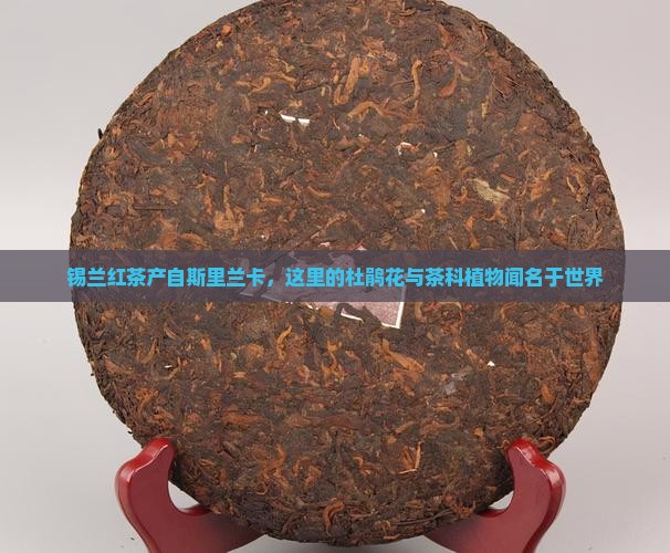锡兰红茶哪个国家