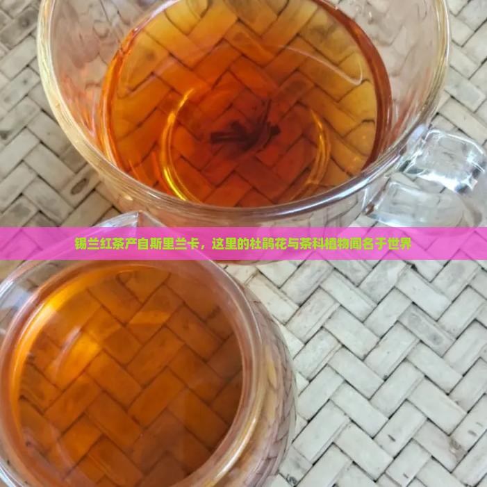 锡兰红茶哪个国家
