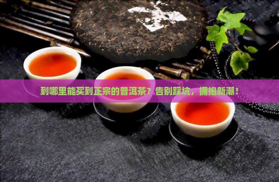 从哪里买到正品普洱茶