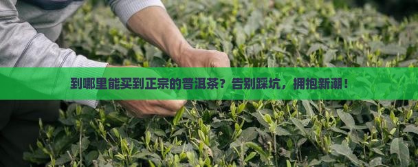 从哪里买到正品普洱茶